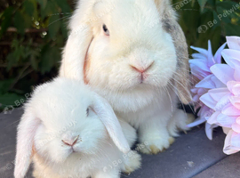 Mini lop male