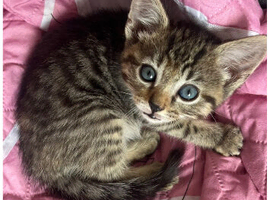 Ready now stunning kittens