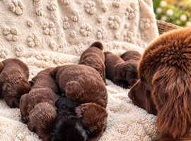 Kc registered Newfoundland puppies