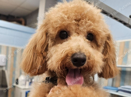 Coco- Maltipoo