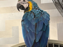 SEMI TAME AND TALKING BABY BLUE AND GOLD MACAW FOR SALE