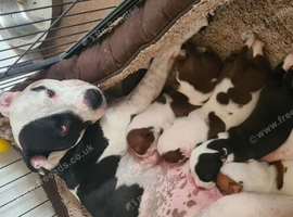 Puppies