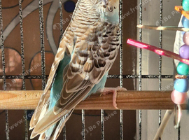2 male budgies for sale