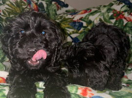 Cockapoo puppies