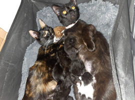 8 kittens, 5 boys, 3 girls