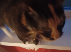 Cat girl calico