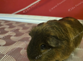 Guinea pig female