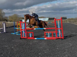 16hh approx chestnut mare