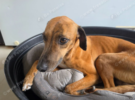 Tiggs is looking for a new home