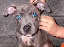 Staffy