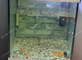 3x orandas Goldfish
