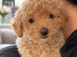 Adorable Champagne Male Cockapoo &ndash; Fully Vet Checked & Ready Now