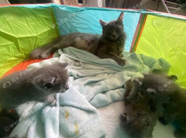 Beautiful blu kittens ready for their forever home