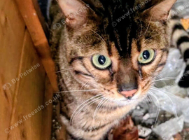 2 Bengal cats