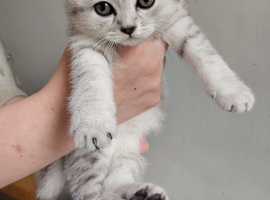Chinchilla Scottish fold kittens