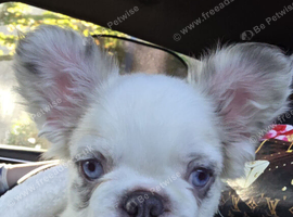Fluffy french bulldog
