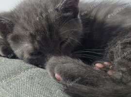 Main coon kittens