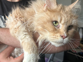 Maine Coon Adult Female