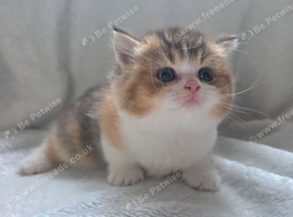 2 unusual british shorthair girls