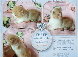GCCF Registered British Shorthair Kittens