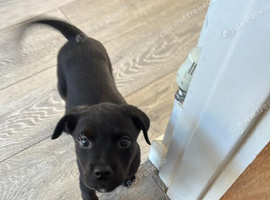 Labrottie 12 week old puppy