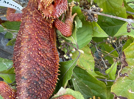 Bearded dragon female