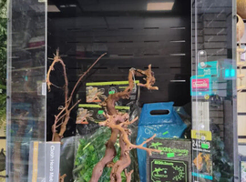 Birthday Week-end Surprise - Full PVC Setup + Leachianus Giant Gecko