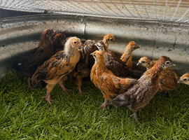 Beautiful Sablepoot x Silkie Growers