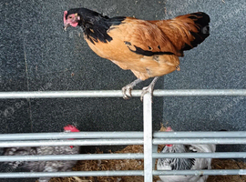 Pure bred poultry