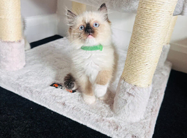 Beautiful Ragdoll Kittens Ready Now.