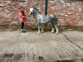Gino Section A Colt