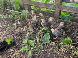 13 unsexed partridge chicks
