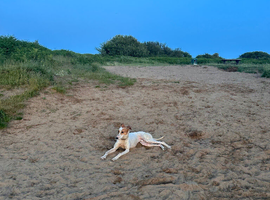 14 month old sulki bull grey