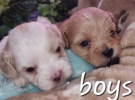 Shihpoos