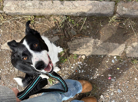 Female Border Collie