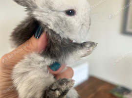 Beautiful pure bred mini lop babies - super temperaments