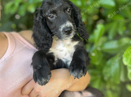 Cockapoo puppy&rsquo;s