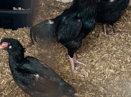 Pure Asil / aseels for sale