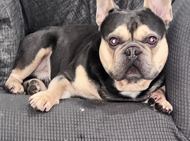 Colour frenchie 3stud agreement excellent temprement 4yrs of age, willing to travel all the uk please whatts app for further details