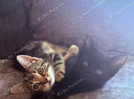 Girl kittens