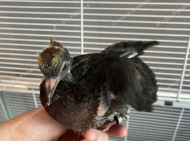 2 hand reared Archangel pigeons