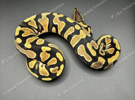 OD DH Sunset Clown 50% Het Pied