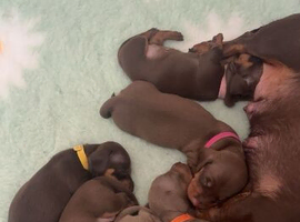 Beautiful smooth haired miniature dachshunds
