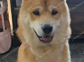 Chow chow cross