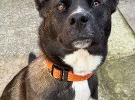 Shepsky 12 month old female