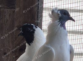 Fancy Pigeons