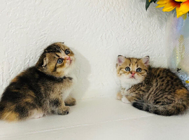 Scottish fold x British shorthair kittens