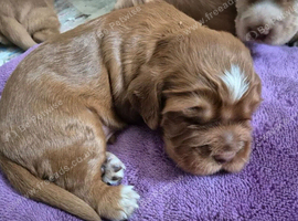 Beautiful cocker spaniels