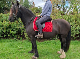 14.2/3 Dales X Fresian rising 5 year old mare