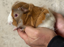 3 boar guinea pigs